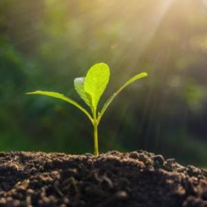 ¿QUE NECESITAN LAS PLANTAS PARA VIVIR?