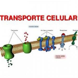 Aprendiendo partes transporte celular