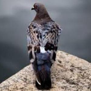 pasanacu