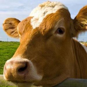 Animales de la granja