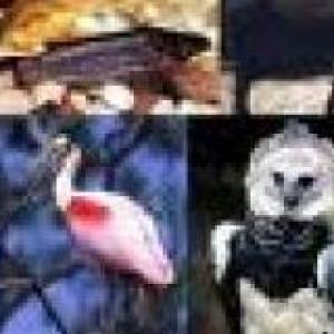 MEMOTEST DE ANIMALES