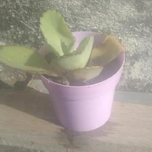 CUIDO MI PLANTA