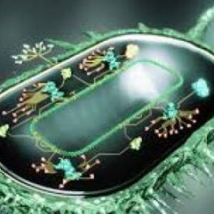 biologia