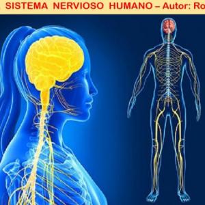 Imagen de portada del videojuego educativo: El sistema nervioso humano., de la temática Biología