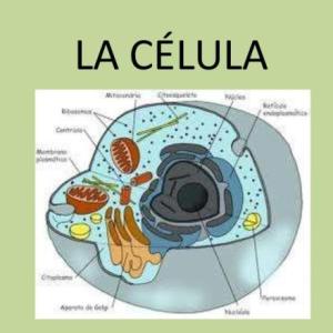 Imagen de portada del videojuego educativo: La celula, de la temática Biología