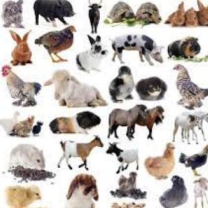 Imagen de portada del videojuego educativo: Animales de granja, de la temática Cultura general