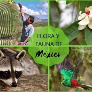 Grupos de flora y fauna