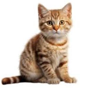 RECONOCIENDO LOS ANIMALES
