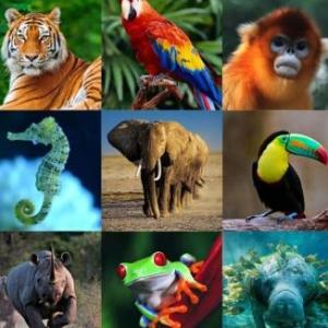 ANIMALES