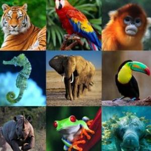 Zoología
