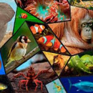 EL JUEGO DE LOS ANIMALES