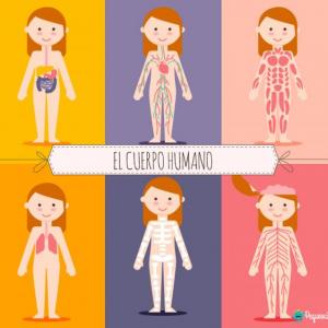 Memotest cuerpo humano 