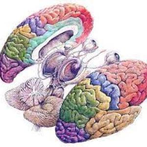 Anatomía del cerebro