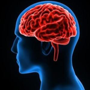 Las neuronas y el aprendizaje