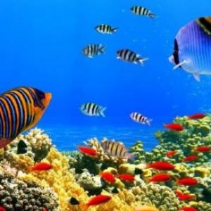 Animales Acuaticos