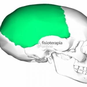 Parietal 