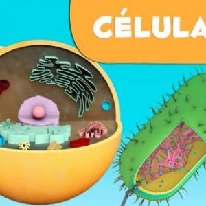 Células animales y vegetales