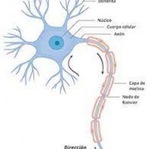 TEJIDO NERVIOSO