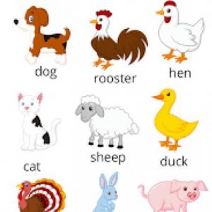 WHAT ANIMAL IS?