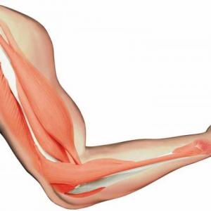 Muscular contraction