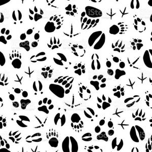 MEMOTEST DE ANIMALES