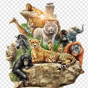 CONOCIENDO A LOS ANIMALES DE LA SELVA