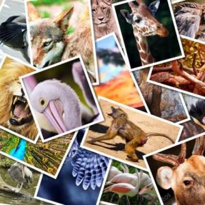 Pets