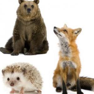 LOS ANIMALES