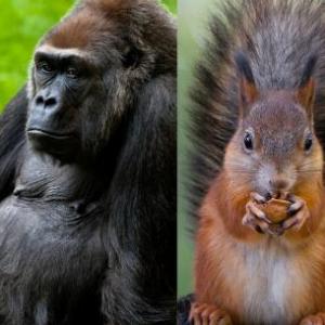 encontrando animales
