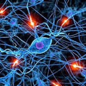 Imagen de portada del videojuego educativo: Evolución del sistema nervioso., de la temática Ciencias