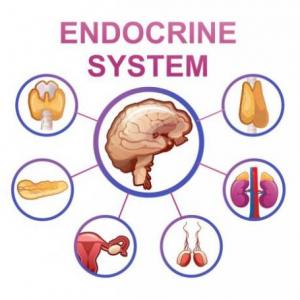 Imagen de portada del videojuego educativo: Sistema endocrino, de la temática Biología