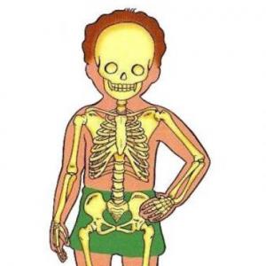 EL CUERPO HUMANO