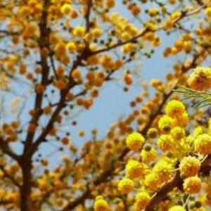 ÁRBOLES NATIVOS DE CÓRDOBA