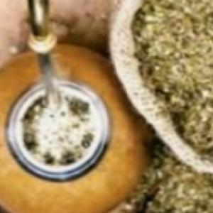 La Yerba Mate.