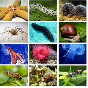 Animales Invertebrados