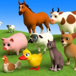 Farm and Domestic animals