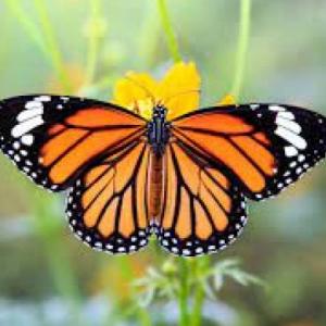 Imagen de portada del videojuego educativo: Mariposas , de la temática Ciencias
