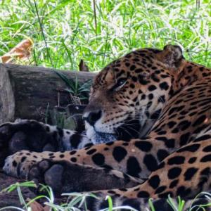 Mes del jaguar 