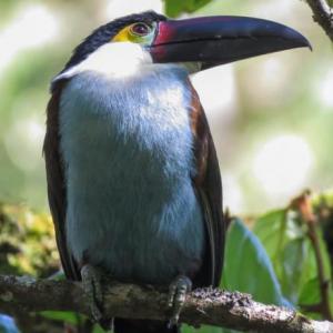 AVES
