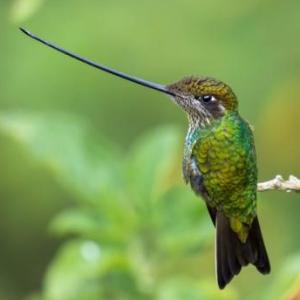 Colibrí