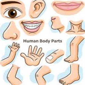 PARTES DEL CUERPO