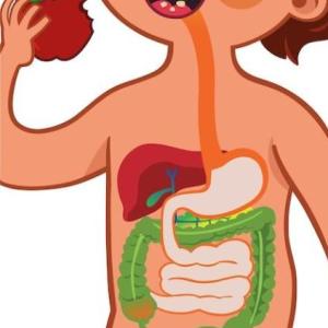 Nuestro Sistema Digestivo