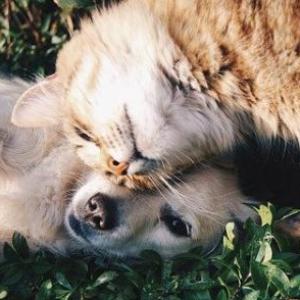 Mis amigos los animales