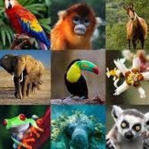 Animales