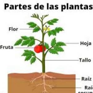 Partes de las plantas