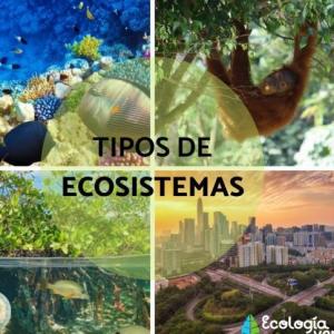 Los ecosistemas