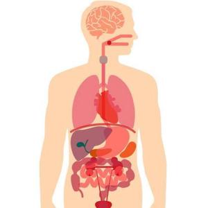 Sistemas del cuerpo humano