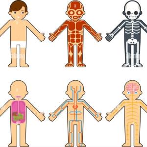 Sistemas del cuerpo humano.