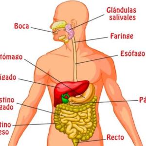 LA DIGESTIÓN