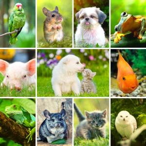 Animals